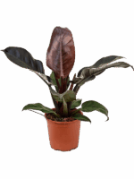 Philodendron Imperial Red D 19 H 50 cm - PlantenShop24 - 14-05-2025