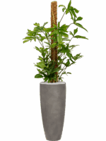 Philodendron Pedatum In Baq Nucast D 24 H 166 cm - PlantenShop24 - 25-04-2025