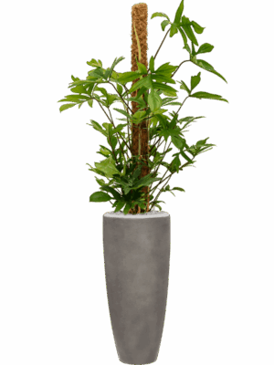 Philodendron Pedatum In Baq Nucast D 24 H 166 cm - PlantenShop24 - 25-04-2025