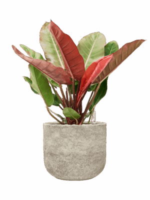 Philodendron Prince Of Orange In Mont Blanc D 27 H 73 cm - PlantenShop24 - 09-07-2025