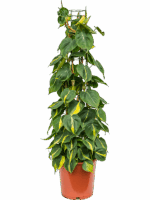 Philodendron Scandens Brasil D 24 H 110 cm - PlantenShop24 - 08-05-2025