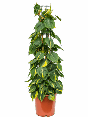 Philodendron Scandens Brasil D 24 H 110 cm - PlantenShop24 - 08-05-2025