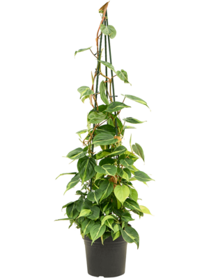 Philodendron Scandens Brasil D 24 H 120 cm - PlantenShop24 - 09-04-2025