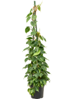 Philodendron Scandens Brasil D 27 H 150 cm - PlantenShop24 - 09-04-2025