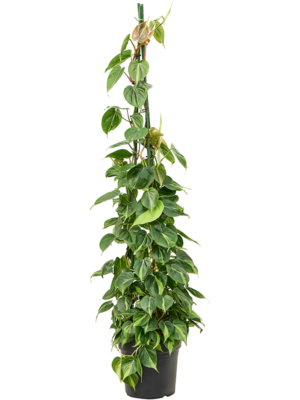 Philodendron Scandens Brasil D 27 H 150 cm - PlantenShop24 - 09-04-2025