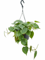 Philodendron Scandens D 17 H 40 cm - PlantenShop24 - 06-05-2025