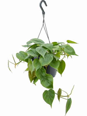 Philodendron Scandens D 17 H 40 cm - PlantenShop24 - 06-05-2025