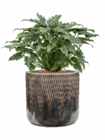 Philodendron Xanadu In Baq Luxe Lite Universe Comet D 28 H 75 cm - PlantenShop24 - 14-05-2025