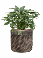 Philodendron Xanadu In Baq Luxe Lite Universe Wave D 28 H 75 cm - PlantenShop24 - 14-05-2025