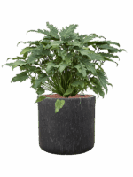 Philodendron Xanadu In Baq Raindrop D 28 H 70 cm - PlantenShop24 - 14-05-2025
