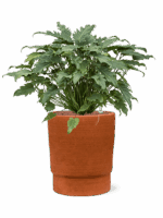 Philodendron Xanadu In Chao D 28 H 74 cm - PlantenShop24 - 14-05-2025