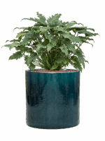 Philodendron Xanadu In Cylinder D 28 H 77 cm - PlantenShop24 - 14-05-2025
