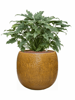 Philodendron Xanadu In Marly D 28 H 75 cm - PlantenShop24 - 23-04-2025