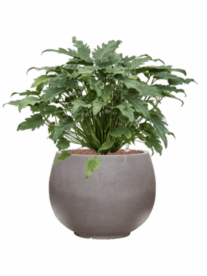 Philodendron Xanadu In Rotunda Urban D 28 H 68 cm - PlantenShop24 - 23-04-2025