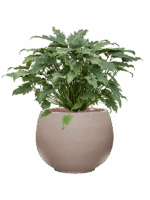 Philodendron Xanadu In Rotunda Urban D 28 H 68 cm - PlantenShop24 - 14-05-2025