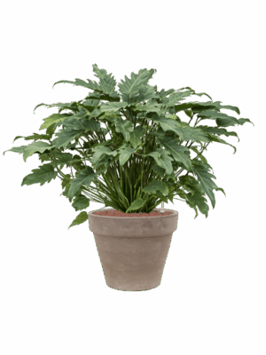 Philodendron Xanadu In Terra Cotta D 28 H 92 cm - PlantenShop24 - 23-04-2025