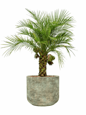 Phoenix Roebelenii In Mont Blanc D 40 H 119 cm - PlantenShop24 - 21-04-2025