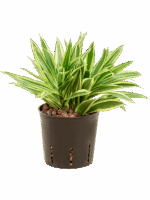 Pleomele Dracaena Reflexa Song Of Hawai D 13 H 25 cm - PlantenShop24 - 12-05-2025