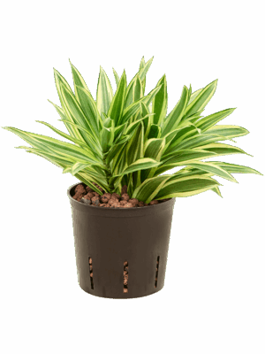 Pleomele Dracaena Reflexa Song Of Hawai D 13 H 25 cm - PlantenShop24 - 12-05-2025