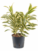 Pleomele Dracaena Reflexa Song Of India D 13 H 30 cm - PlantenShop24 - 01-05-2025