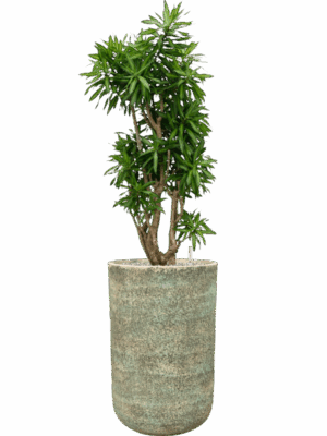 Pleomele Dracaena Reflexa Song Of Jamaica In Mont Blanc D 34 H 147 cm - PlantenShop24 - 28-04-2025