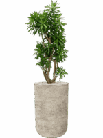 Pleomele Dracaena Reflexa Song Of Jamaica In Mont Blanc D 34 H 147 cm - PlantenShop24 - 28-04-2025