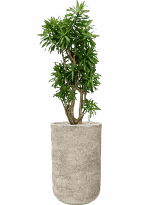 Pleomele Dracaena Reflexa Song Of Jamaica In Mont Blanc D 34 H 147 cm - PlantenShop24 - 28-04-2025