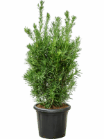 Podocarpus Macrophyllus D 40 H 150 cm - PlantenShop24 - 15-04-2025