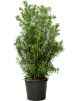 Podocarpus Macrophyllus D 45 H 170 cm - PlantenShop24 - 08-04-2025
