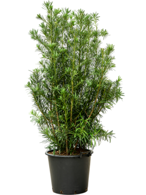 Podocarpus Macrophyllus D 45 H 170 cm - PlantenShop24 - 08-04-2025