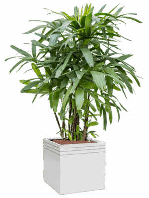 Rhapis Excelsa In Baq Line-Up D 25 H 163 cm - PlantenShop24 - 28-04-2025