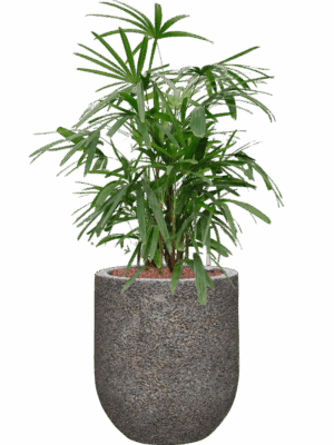 Rhapis Excelsa In Baq Naturescast D 22 H 86 cm - PlantenShop24 - 28-04-2025
