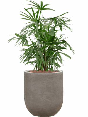 Rhapis Excelsa In Baq Nucast D 22 H 86 cm - PlantenShop24 - 28-04-2025
