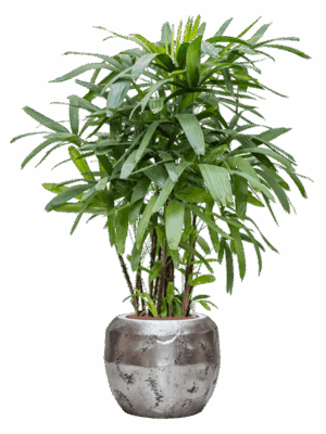 Rhapis Excelsa In Baq Opus Raw D 25 H 156 cm - PlantenShop24 - 28-04-2025