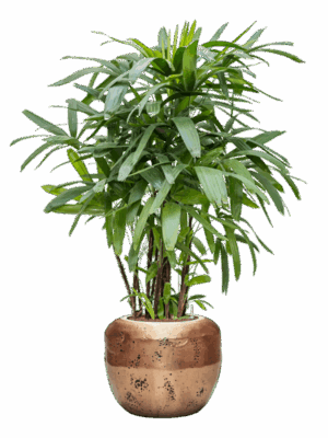 Rhapis Excelsa In Baq Opus Raw D 25 H 156 cm - PlantenShop24 - 28-04-2025