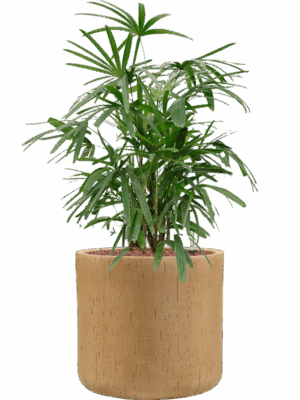 Rhapis Excelsa In Baq Raindrop D 22 H 83 cm - PlantenShop24 - 28-04-2025