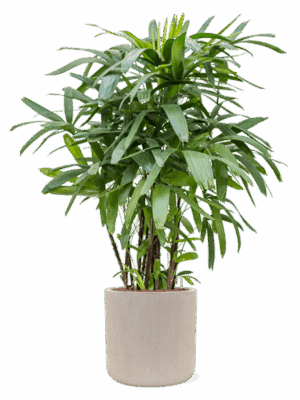 Rhapis Excelsa In Baq Raindrop D 25 H 158 cm - PlantenShop24 - 28-04-2025