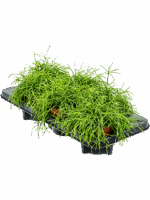 Rhipsalis Cashero D 12 H 20 cm - PlantenShop24 - 17-04-2025