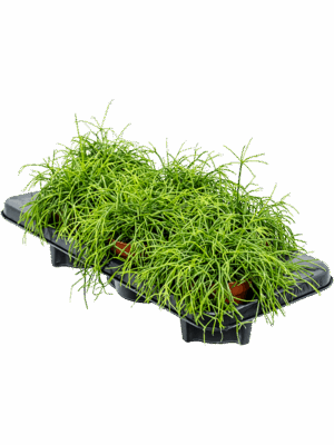 Rhipsalis Cashero D 12 H 20 cm - PlantenShop24 - 20-06-2025