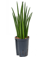 Sansevieria Cylindrica Spikes D 15 H 50 cm - PlantenShop24 - 26-05-2025