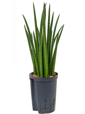 Sansevieria Cylindrica Spikes D 15 H 50 cm - PlantenShop24 - 26-05-2025