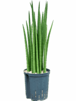 Sansevieria Cylindrica Spikes D 18 H 60 cm - PlantenShop24 - 06-05-2025