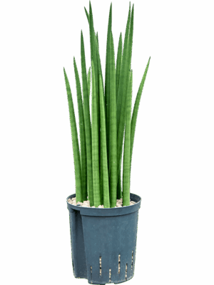 Sansevieria Cylindrica Spikes D 18 H 60 cm - PlantenShop24 - 06-05-2025