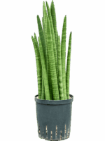 Sansevieria Cylindrica Tower D 18 H 60 cm - PlantenShop24 - 29-04-2025