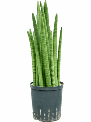 Sansevieria Cylindrica Tower D 18 H 60 cm - PlantenShop24 - 29-04-2025