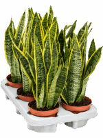 Sansevieria Trifasciata Laurentii D 12 H 40 cm - PlantenShop24 - 06-05-2025