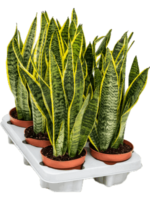 Sansevieria Trifasciata Laurentii D 12 H 40 cm - PlantenShop24 - 06-05-2025