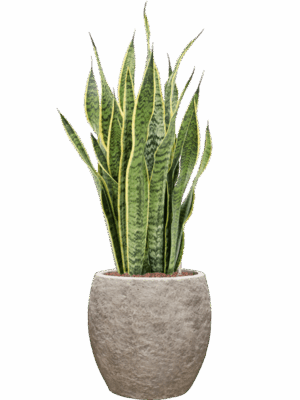 Sansevieria Trifasciata Laurentii In Coast Mountains D 18 H 90 cm - PlantenShop24 - 06-05-2025