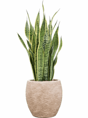 Sansevieria Trifasciata Laurentii In Coast Mountains D 18 H 90 cm - PlantenShop24 - 06-05-2025