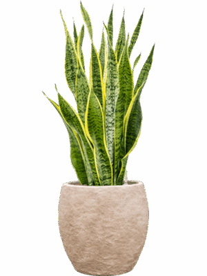 Sansevieria Trifasciata Laurentii In Coast Mountains D 22 H 86 cm - PlantenShop24 - 28-04-2025